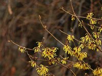 Hamamelis I Caris 2016 01 23 9055  Das handgeschriebene Schildchen war leider nicht zu entziffern. Ikarus? I. Caris?